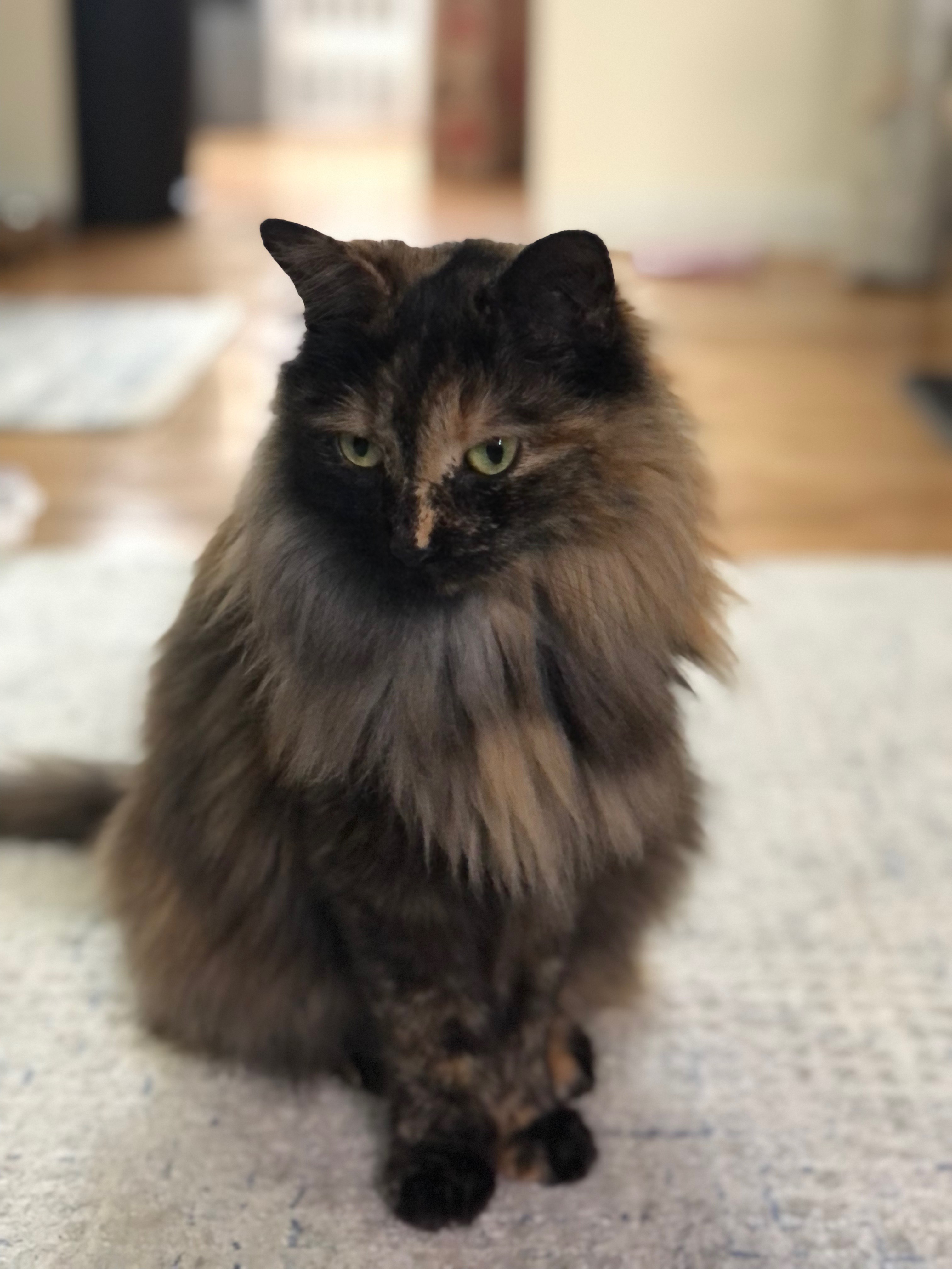 A picture of a black/brown/gray domestic long-haired cat sitting patiently.