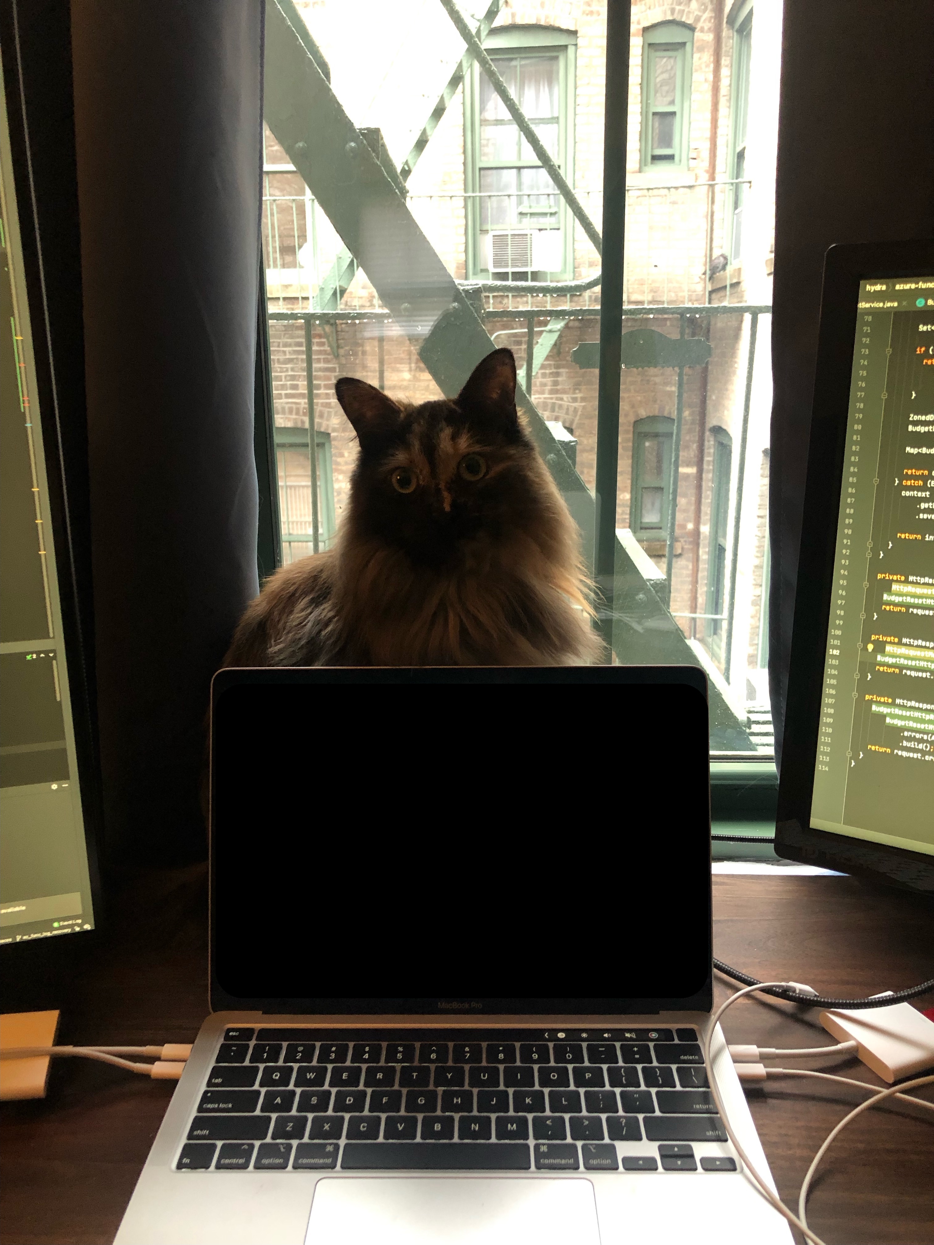 A picture of a laptop with black/brown/gray domestic long-haired cat sitting expectedly behind it.